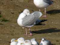 Goéland argenté Larus argentatus HZJ