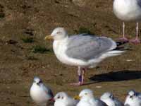 Goéland argenté Larus argentatus HZJ