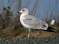 Goéland argenté Larus argentatus R:H5U