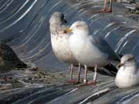 Goéland argenté Larus argentatus R:K2K