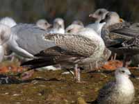 Goéland argenté Larus argentatus R:N2K