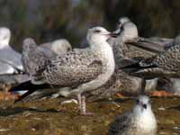 Goéland argenté Larus argentatus R:N2K