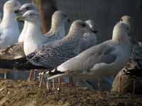 Goéland argenté Larus argentatus R:P7N