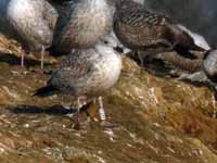 Goéland argenté Larus argentatus R:S4V