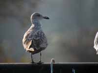 Goéland argenté Larus argentatus R:T4N