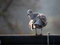 Goéland argenté Larus argentatus R:T4N