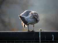 Goéland argenté Larus argentatus R:T4N