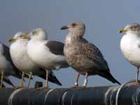 Goéland argenté Larus argentatus R:T8C