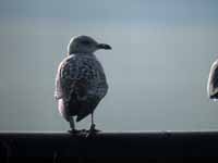 Goéland argenté Larus argentatus R:T8C