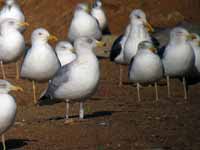 Goéland argenté Larus argentatus R:A7V