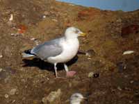 Goéland argenté Larus argentatus R:A7V