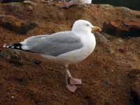 Goéland argenté Larus argentatus R:L0T