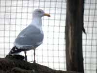 Goéland argenté Larus argentatus R:A7P