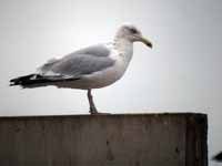 Goéland argenté Larus argentatus R:C0R