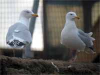 Goéland argenté Larus argentatus R:C4U