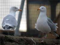 Goéland argenté Larus argentatus R:C4U