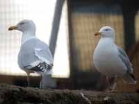 Goéland argenté Larus argentatus R:C4U