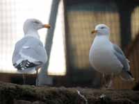 Goéland argenté Larus argentatus R:C4U