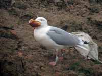 Goéland argenté Larus argentatus R:C9K