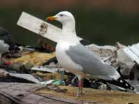 Goéland argenté Larus argentatus R:C9K