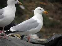 Goéland argenté Larus argentatus R:C9K