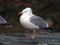 Goéland argenté Larus argentatus R:C9L