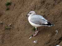 Goéland argenté Larus argentatus R:E7C