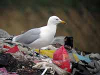 Goéland argenté Larus argentatus R:K4S