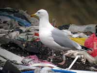 Goéland argenté Larus argentatus R:K4S