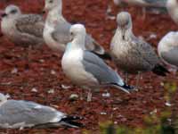 Goéland argenté Larus argentatus R:K5V