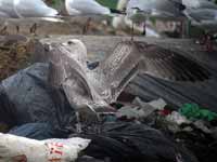 Goéland argenté Larus argentatus R:P2J