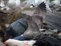 Goéland argenté Larus argentatus R:P2J