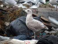 Goéland argenté Larus argentatus R:P2J