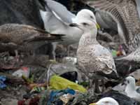 Goéland argenté Larus argentatus R:P2J