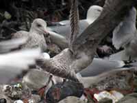 Goéland argenté Larus argentatus R:P2J