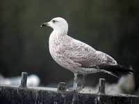 Goéland argenté Larus argentatus R:P2J