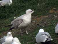 Goéland argenté Larus argentatus R:R0J