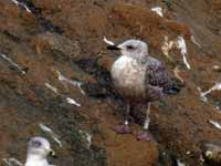 Goéland argenté Larus argentatus R:S1H