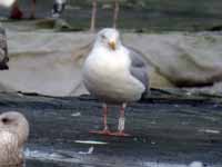 Goéland argenté Larus argentatus R:U5A