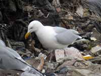 Goéland argenté Larus argentatus R:U5C