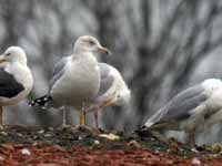 Goéland argenté Larus argentatus T:23J