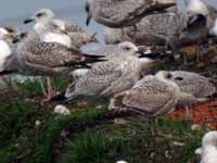 Goéland argenté Larus argentatus V·D