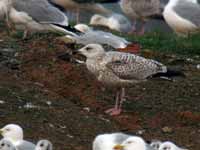 Goéland argenté Larus argentatus V·D