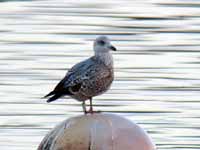 Goéland argenté Larus argentatus R:P1L