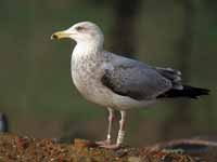 Goéland argenté Larus argentatus R:E9R