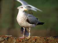 Goéland argenté Larus argentatus R:E9R