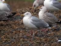 Goéland argenté Larus argentatus R:L3K