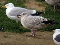 Goéland argenté Larus argentatus R:L4N