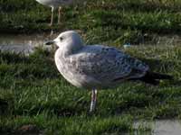 Goéland argenté Larus argentatus R:P6X