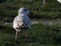 Goéland argenté Larus argentatus R:P6X